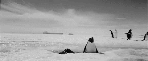 Penguin llega